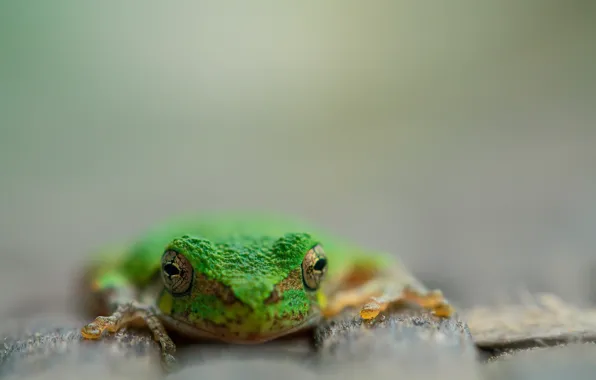 Nature, background, frog