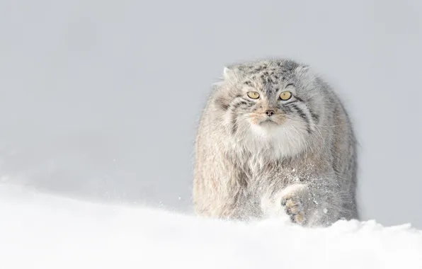 Picture winter, snow, manul, manul, fluffy