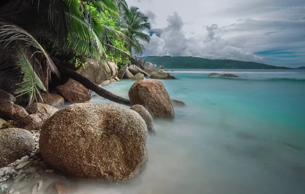 Picture sea, palm trees, coast, stone