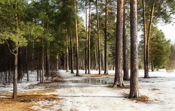 Winter, road, forest, snow, trees, branches, nature, Park