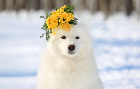Picture wreath, breed, Mimosa, Samoyed