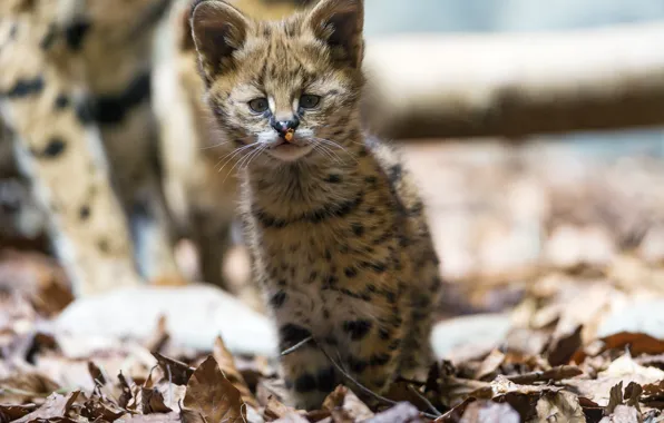 Picture cat, look, leaves, baby, cub, kitty, Serval, ©Tambako The Jaguar