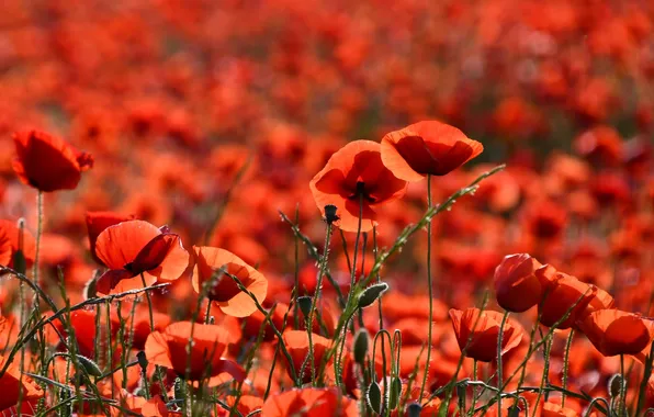 Summer, light, flowers, stems, Maki, red, bokeh, poppy field