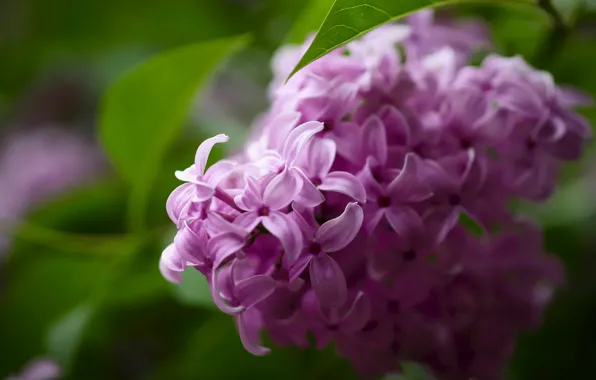 Leaves, flowers, branches, background, blur, spring, flowering, lilac