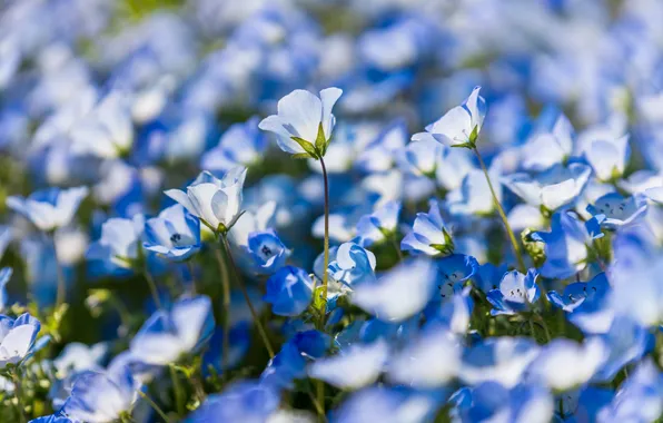 Light, flowers, nature, glade, spring, blue, bokeh, spring flowers