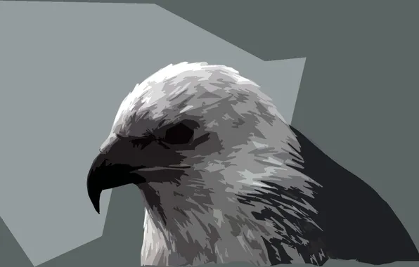 Grey, beak, hawk, beautiful picture