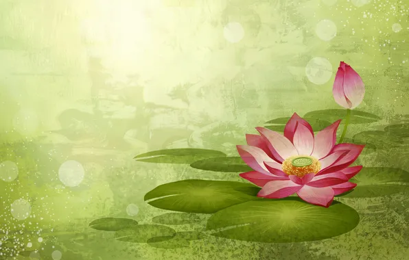 Picture flowers, green, water lilies