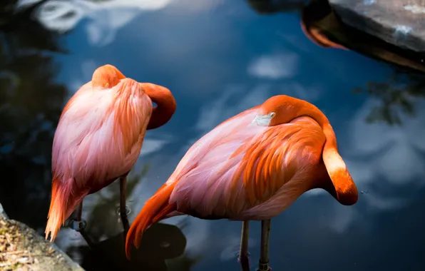 Water, birds, pose, pair, Flamingo, pond, pink flamingos