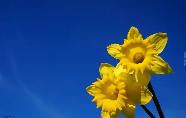 Flower, sky, blooming