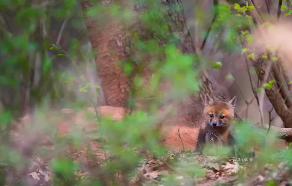 Forest, trees, branches, nature, background, blur, baby, Fox