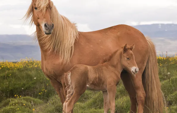 Horse, large, mane, color, foal