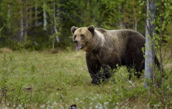 Picture forest, look, trees, nature, bear