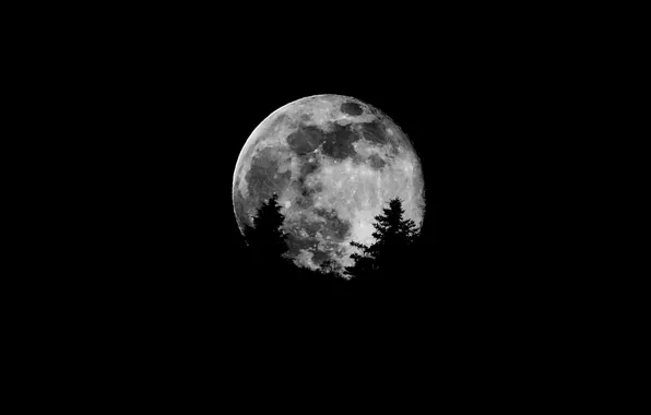 Trees, the moon, satellite, silhouette, Moon