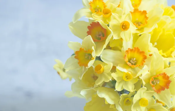 Picture background, bouquet, daffodils