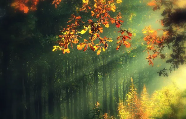 Autumn, leaves, rays, trees, nature
