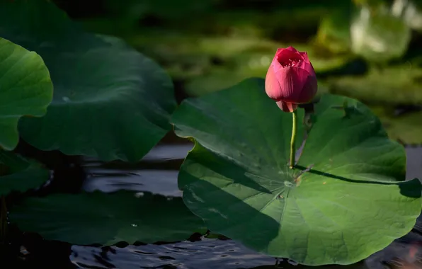 Flower, leaves, light, flowers, nature, green, lake, pond