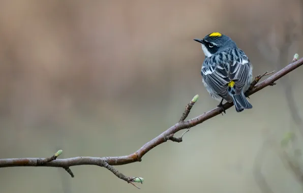 Branch, bird, baby