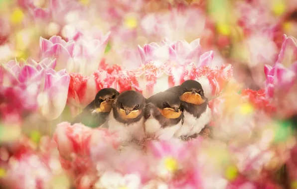 Birds, treatment, spring, garden, tulips, birds, kids, chick