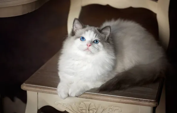 Picture cat, look, chair, blue eyes, Ragdoll