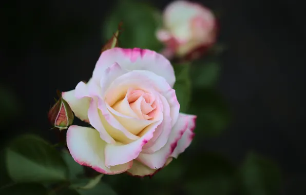 Tenderness, rose, petals, buds, bokeh