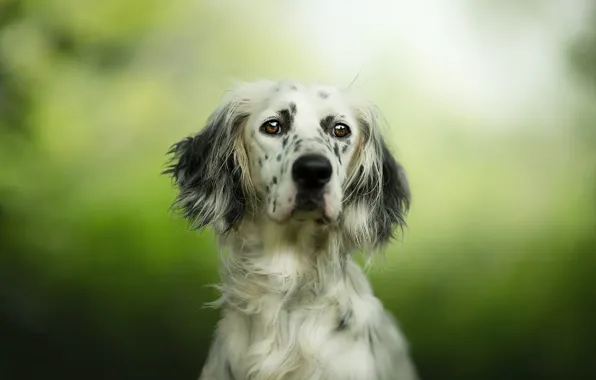 Look, face, portrait, dog, green background, spotted, setter