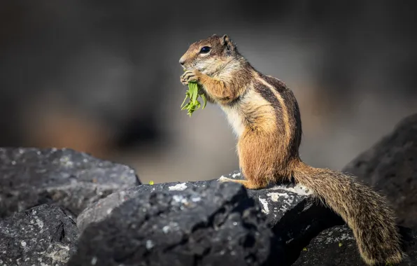 Look, pose, stones, legs, gopher, stand, lunch, meal