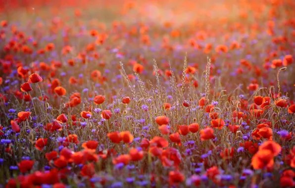 Field, light, flowers, Maki, meadow, red, field, a lot