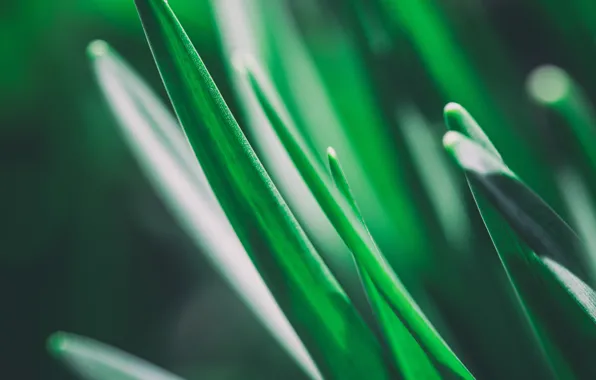 Picture grass, macro, green