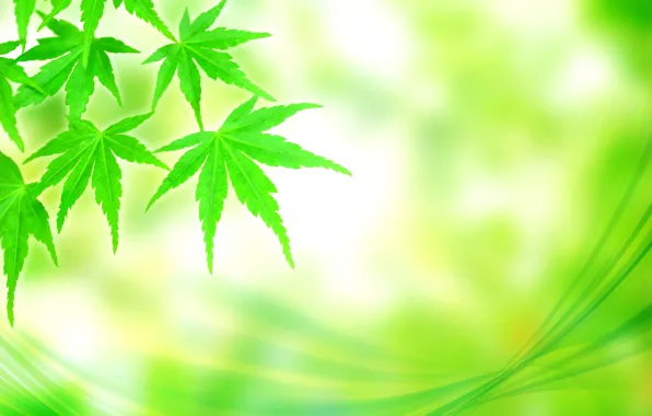 Picture leaves, abstraction, strip, background