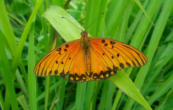 Grass, microsemi, wings, Butterfly, insect, beautiful, closeup