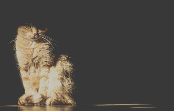 Cat, look, background