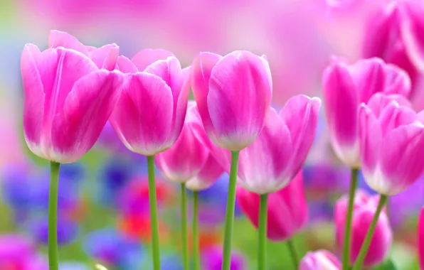 Picture flowers, Tulip, pink tulips