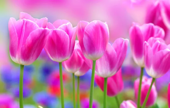 Flowers, tulips, pink tulips