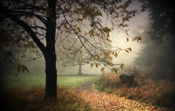 Picture landscape, nature, fog, Park, background, tree
