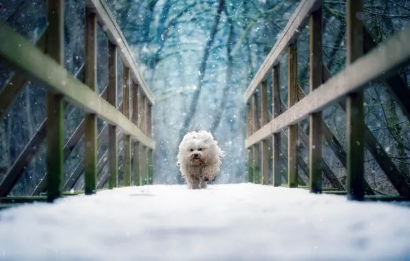 Winter, snow, bridge, dog, The Havanese