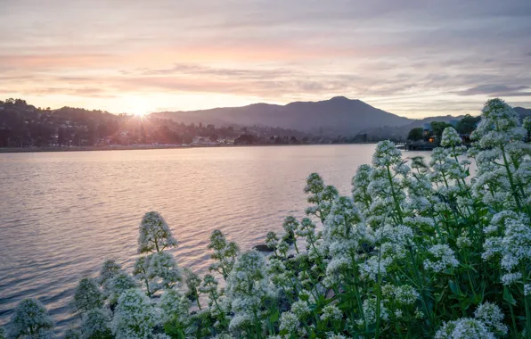 The sun, flowers, mountains, shore, dal, morning, the bushes, pond