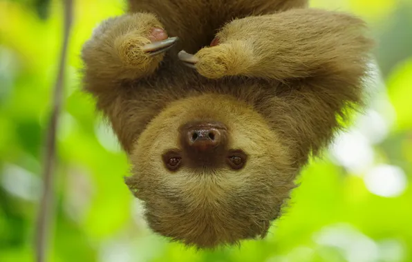 sloth paws