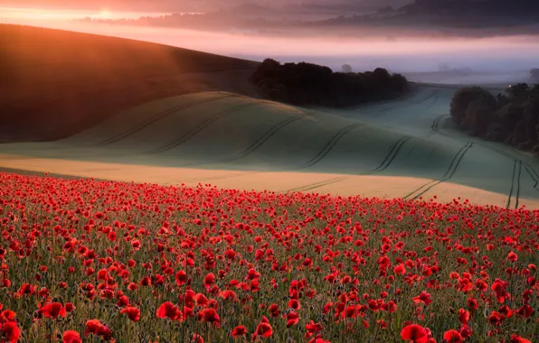 Field, summer, the sky, flowers, red, fog, Maki, slope