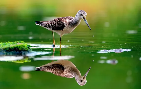 Water, reflection, bird, razmytost