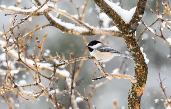 Winter, snow, trees, branches, nature, background, bird, tit