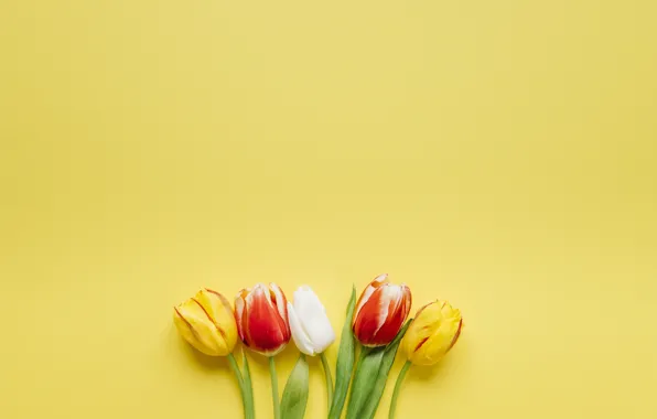 Picture tulips, yellow background, bouquet, flowers
