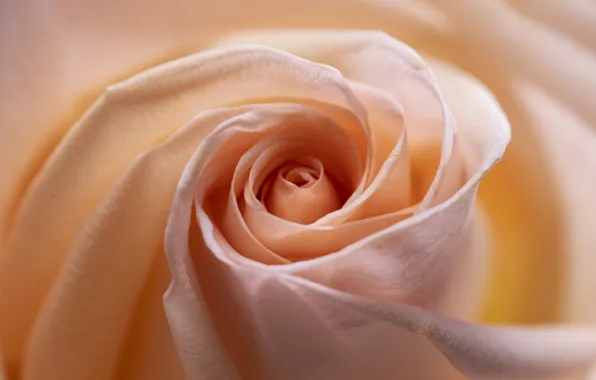 Wallpaper orange, roses, flowers, macro, petals, buds, cream