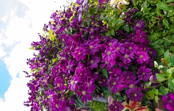 Summer, flowers, clematis