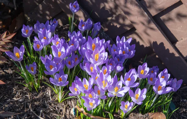 Light, flowers, glade, the fence, spring, garden, crocuses, shadows