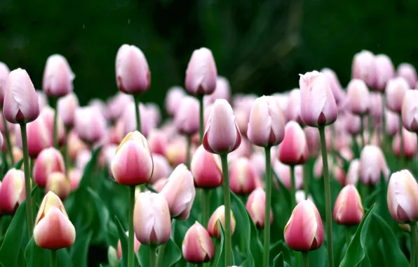 Flowers, tulips, pink
