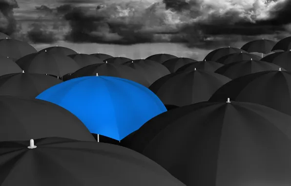 Black, umbrella, blue, many