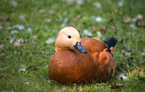 Grass, nature, bird, glade, fluff, duck, brown