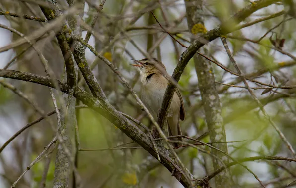 Nature, bird, spring, sings, sedge Warbler