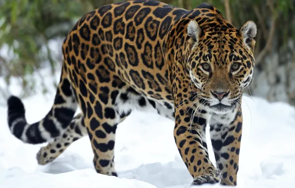 Picture look, snow, predator, Jaguar