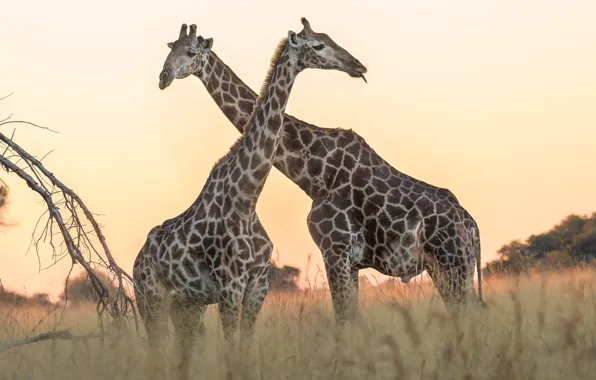 Field, the sky, grass, nature, giraffe, pair, giraffes, Savannah